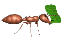 ant