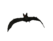 bat